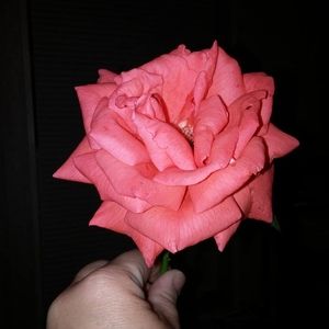 Meet your Posher, Beverly